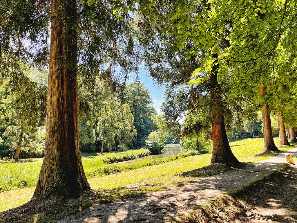 forest with lake in the background